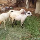 رخاال للبيع