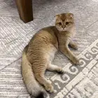 للبيع ذكر سكوتش قولد