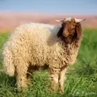 مطلوب مستثمر ممول
