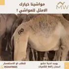 حشو ابل مواشينا