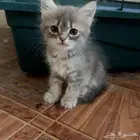قطط صغيرة