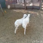 رخال رفد
