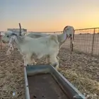 عنز مشروكه تحتها تيس صنف