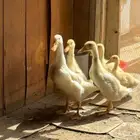 بط بكيني