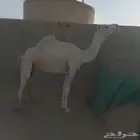 ناقة للبيع