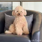 للبيع انثي بودل