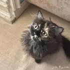 قط شيرازي مون فيس
