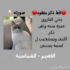 قط مفقود
