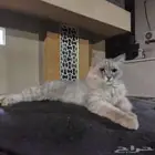 قط ضائع أو متخلى عنه بحي الرانوناء