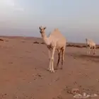 بكره و ضحه توصل خاص