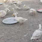 بط بكيني ابيض
