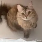 قطة ضائعه