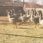 وز بلدي للبيع