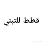 قطط للتبني محل نوادر خميس مشيط