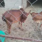 حسلان العمر ثلاثه اشهر