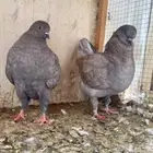 زوج كنق مودينا فاخر