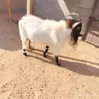 قزمي