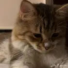 قطة للتبني خميس مشيط