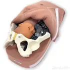 نموذج الجس البطني Abdominal Palpation