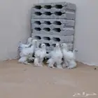 صوص براهما كولومبي كونك
