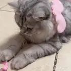 قط أنثى العمر تقريبا سنه نوعها بيرشن (Chinchilla)