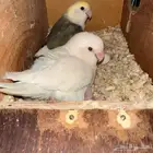 زوج روز منتج تحت فرخين