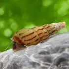 حلزون نادر اشتري ثلاثه واحصل واحد مجانا