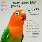 مختبر الطيور- لفحص جنس الطيور بدقة واحترافية