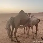 للبيع سواحل عدد 3
