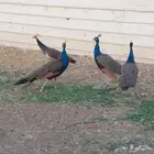 طاووس للبيع هندي