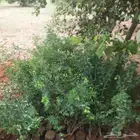 شتلات لوز للبيع
