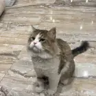 قطة