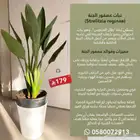 نباتات داخلية الكمية محدوده جدا