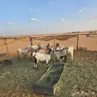 معزاء مشكله متابيع