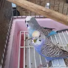 زوج بادجي هولندي