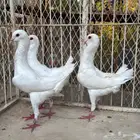 حمام مالتيز