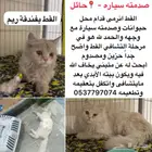 قطط للتبني