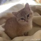 قطط للتبني