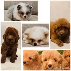 Mini toy poodle and pomeranian ميني توي بودل وبومرينيم