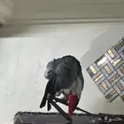 كاسكو اليف كاتبن كلام