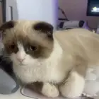 قط سكوتش راكدول