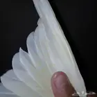 كروان تبوك