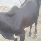 حسيل للبيع