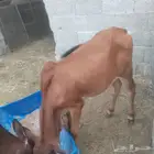 حسلان العمر اربعه اشهر