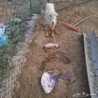 نعجه بلدي الله يعوض بخير