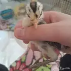 صيصان عرض اشتري صوصين والثالث مجانا
