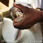 معزا للبيع