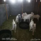بهم معزا هولنديات او حجازيات