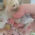 صوصين وكيلو اكل