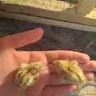 صوص سمان فري
